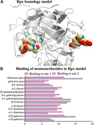 Riproximin Exhibits Diversity in Sugar Binding, and Modulates some Metastasis-Related Proteins with Lectin like Properties in Pancreatic Ductal Adenocarcinoma